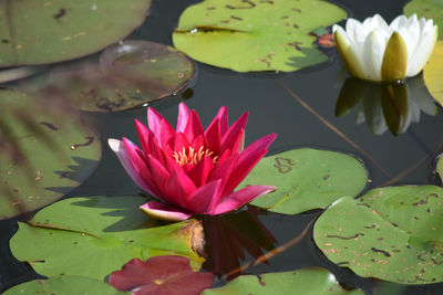 Close-up of lotus water lily in pond