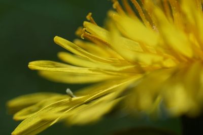 Close-up of yellow flowering plant