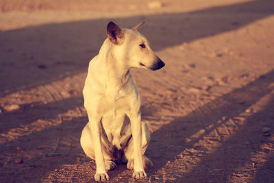 A street dog in sunlight among shadows.