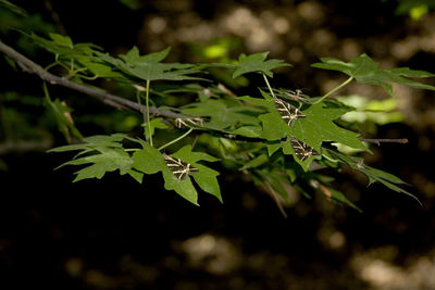 Close-up of fresh green plant