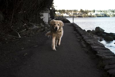 Dog on beach