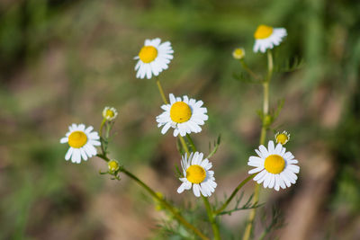 Close-up of yellow flowering plant on field