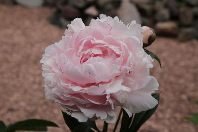 Close-up of pink rose