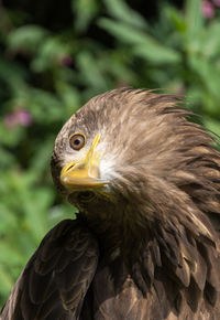 Close-up of eagle