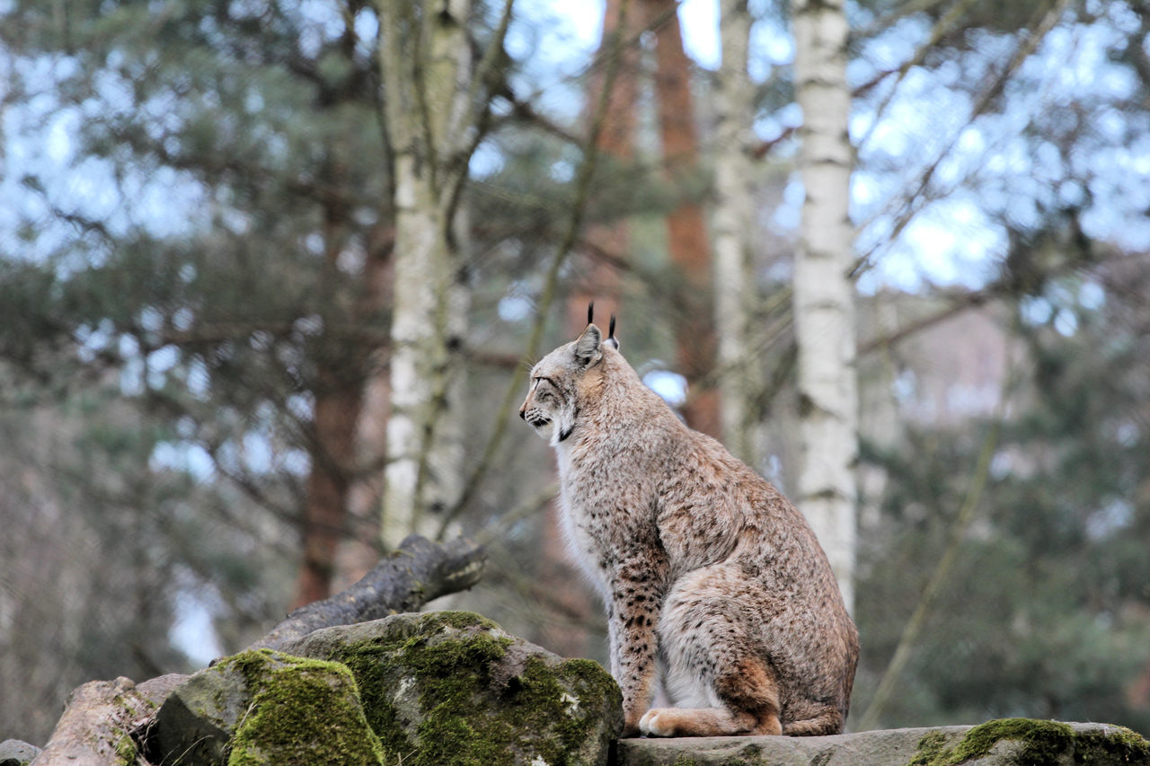 animal themes, one animal, animals in the wild, wildlife, tree, focus on foreground, squirrel, mammal, bird, rock - object, nature, forest, sitting, looking away, full length, tree trunk, outdoors, day, perching, close-up