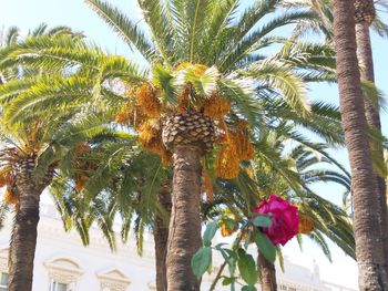 Low angle view of palm tree against sky