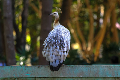 Rear view of a bird