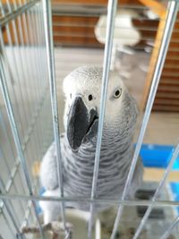 High angle view of parrot in cage