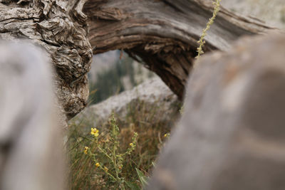 Close-up of tree trunk