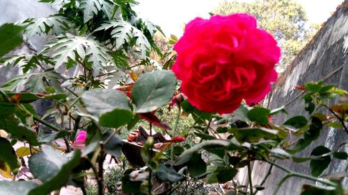 Close-up of red flowers