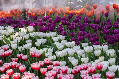 Close-up of colorful tulips in bloom