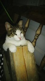 High angle view of cat sitting on floor