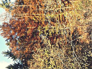 Plants growing on tree trunk