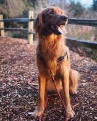 Dog looking away on field
