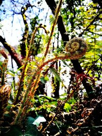 Low angle view of caterpillar on tree