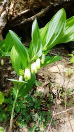 Close-up of flowering plant on field