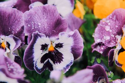 Close-up of bumblebee on purple flowers