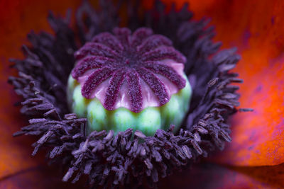 Extreme close-up of poppy flower blooming at park