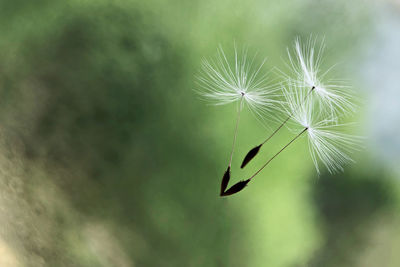 Close-up of dandelion on plant