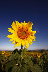 Close-up of sunflower on field against sky