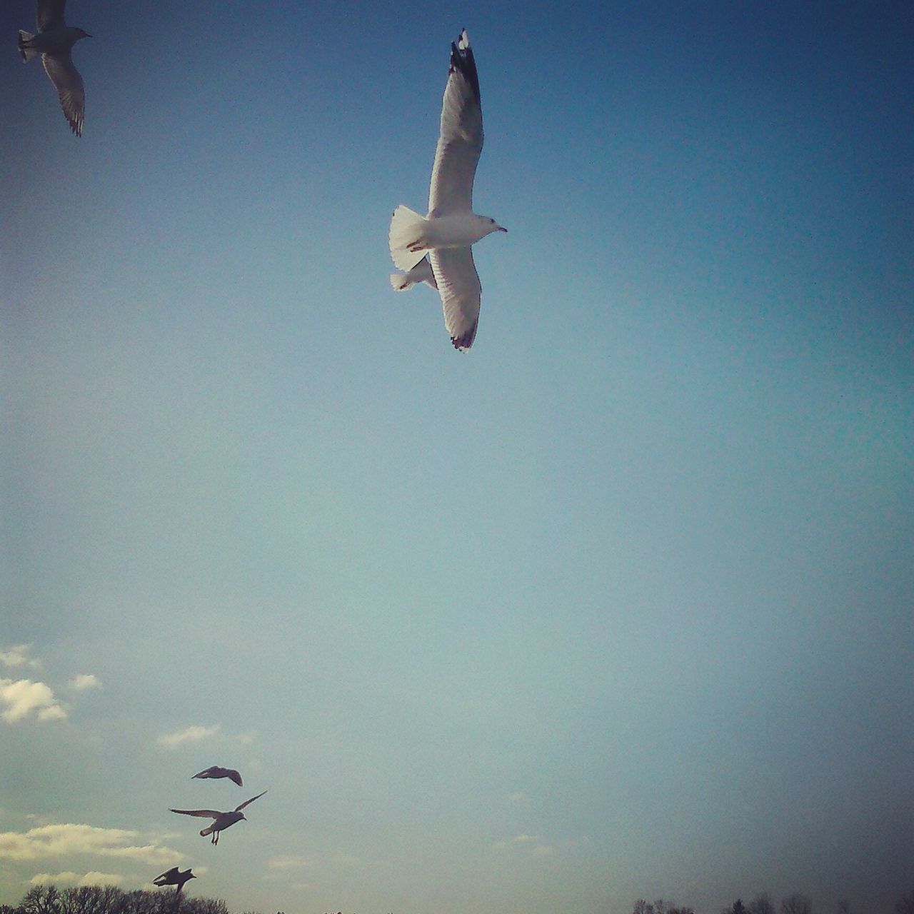 flying, mid-air, low angle view, bird, clear sky, airplane, spread wings, air vehicle, animal themes, copy space, animals in the wild, wildlife, sky, transportation, motion, freedom, flight, one animal, on the move, blue