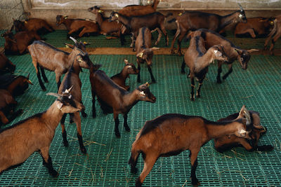 High angle view of people walking on street