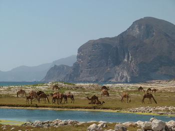 Horses on a mountain