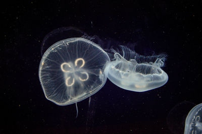 Close-up of jellyfish swimming in sea