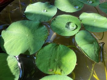 Close-up of lotus water lily in lake