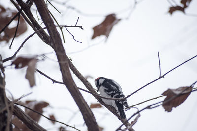 Low angle view of bird perching on branch during winter