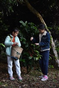 Girls harvesting fruits from tree at farm