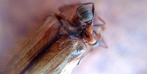 Close-up of housefly