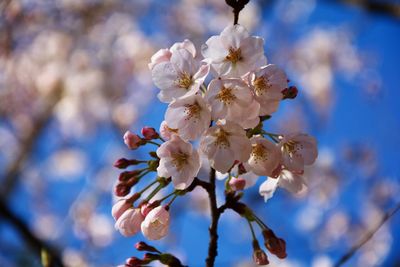 Close-up of white cherry blossom tree