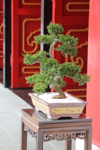 Close-up of potted plant