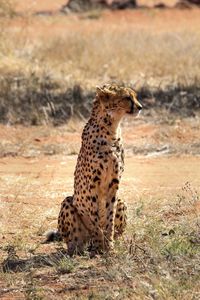  a proud adult cheetah on the lookout
