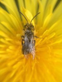 Close-up of insect on yellow flower