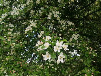 Close-up of white flowers blooming on tree