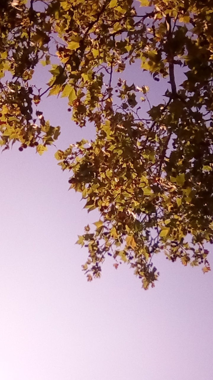 LOW ANGLE VIEW OF TREE IN AUTUMN AGAINST SKY