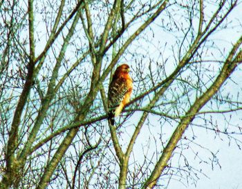 Close-up of bird perching on tree during winter