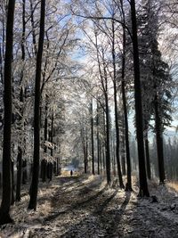 Road amidst trees in forest