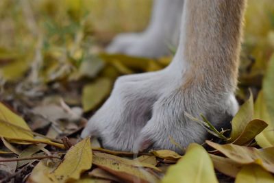 Close-up of cat on leaves