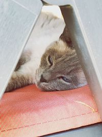 High angle view of cat sleeping