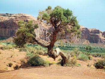 Trees growing on rock against sky