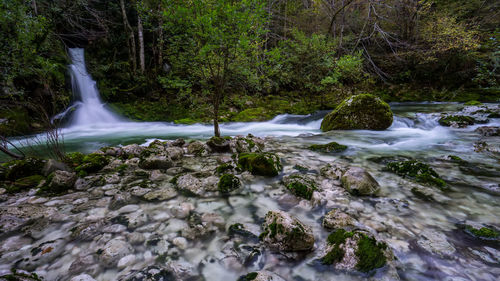 Scenic view of waterfall in forest