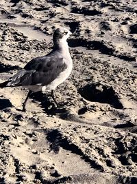 Close-up of seagull perching on sand at beach