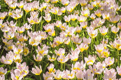 Close-up of white flowering plants on field