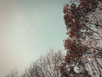 Low angle view of trees against sky during winter