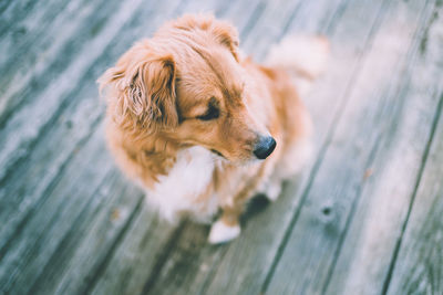 Close-up of golden retriever