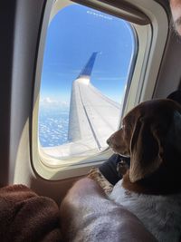 View of a dog looking through window