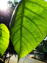 Close-up of fresh green leaves